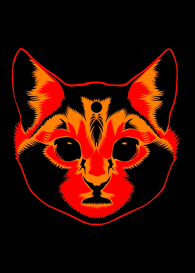 face cute cat