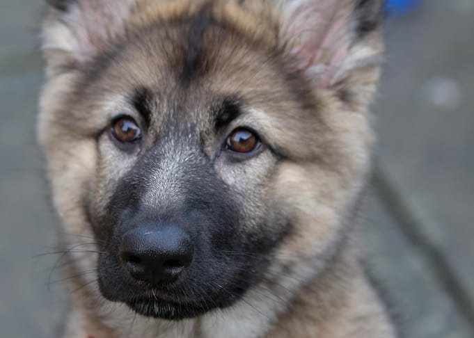 The Pup