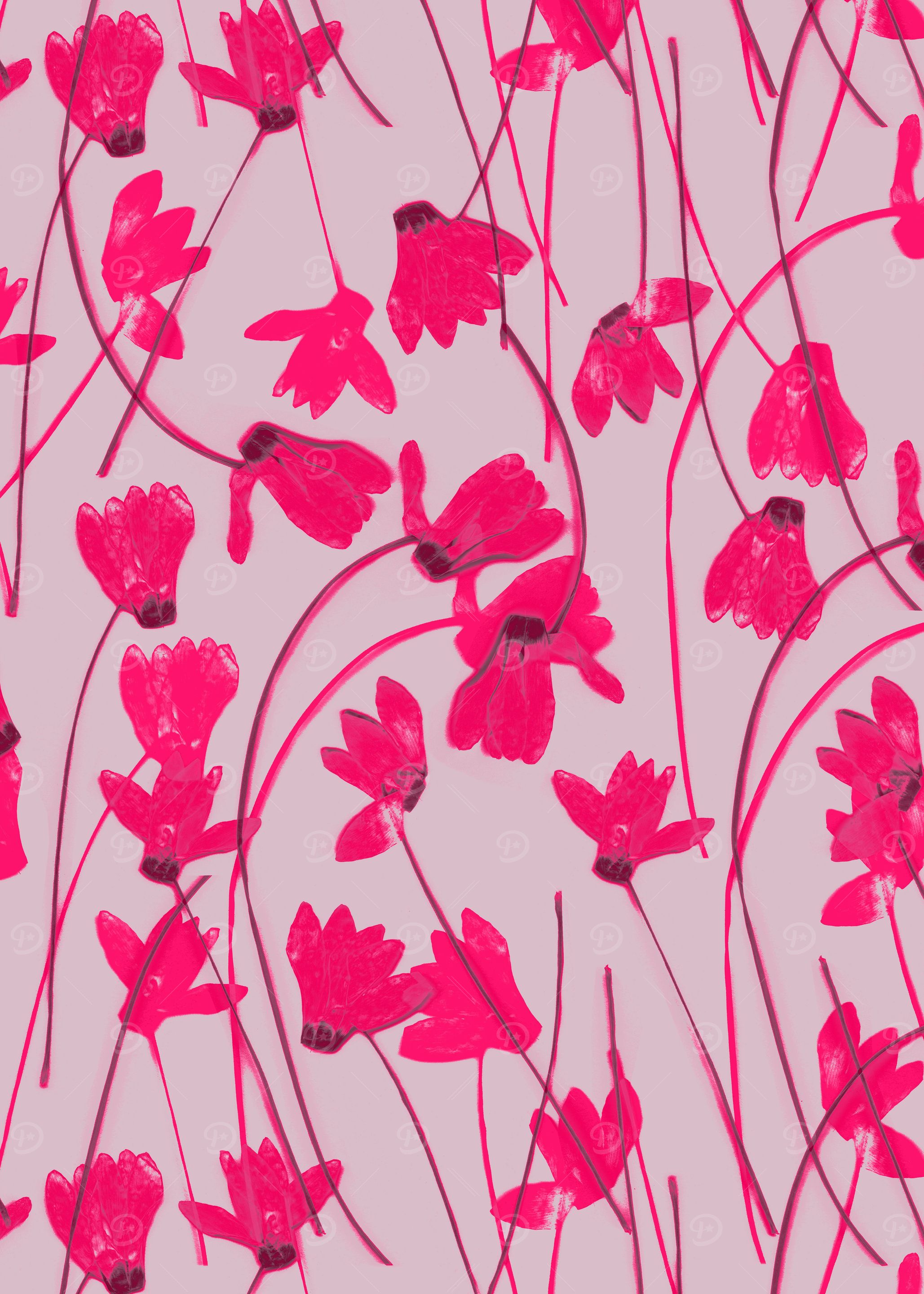 Flowering Cyclamen #1