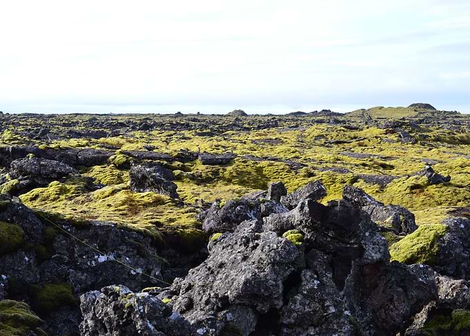 The Mossy Road