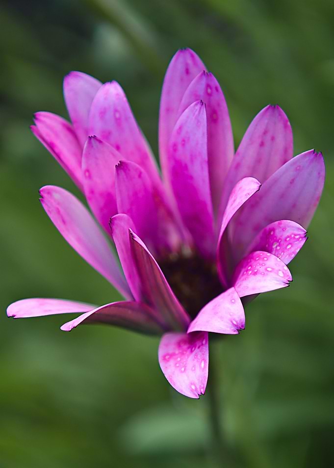 Pink Flower