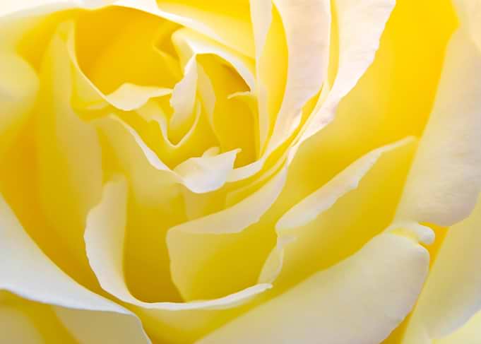 Rose Abstract