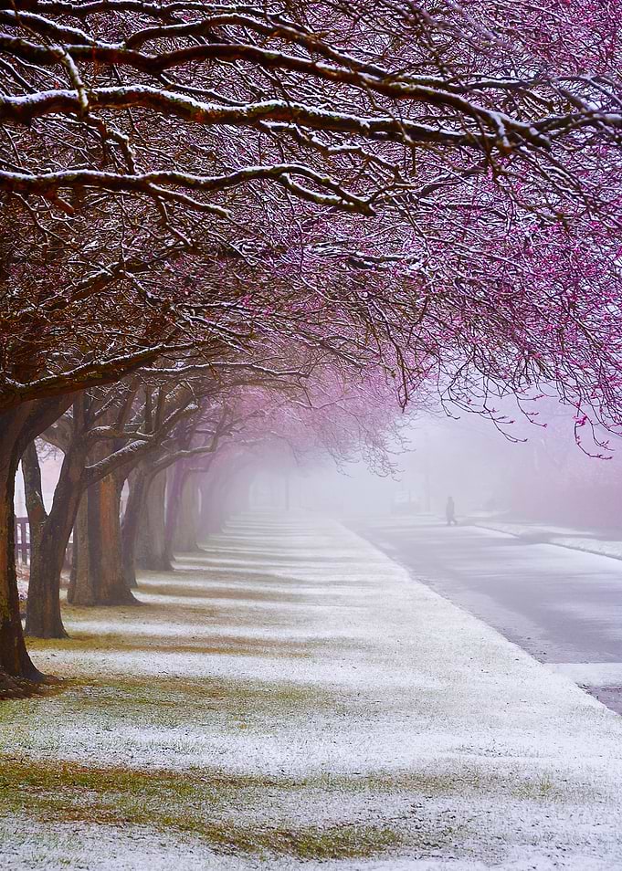 Foggy Alley