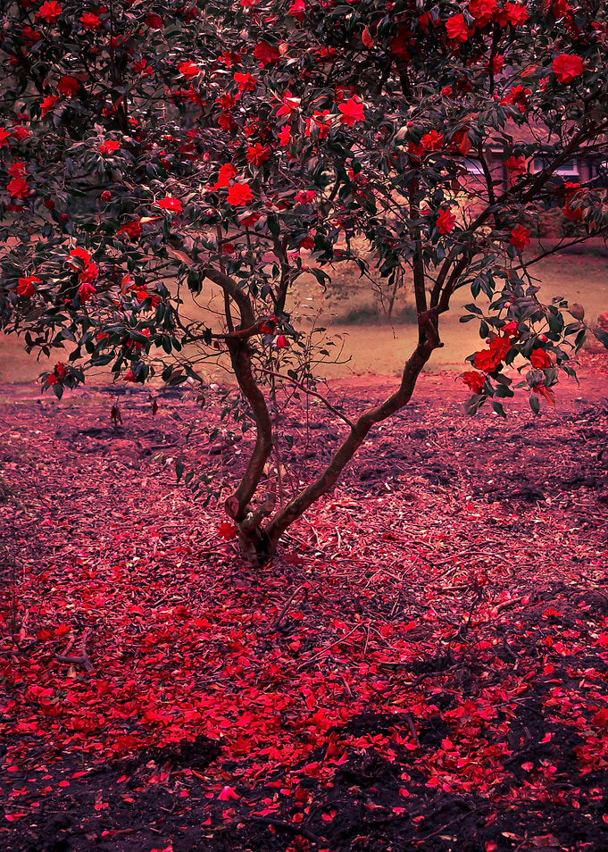 Bleeding Tree