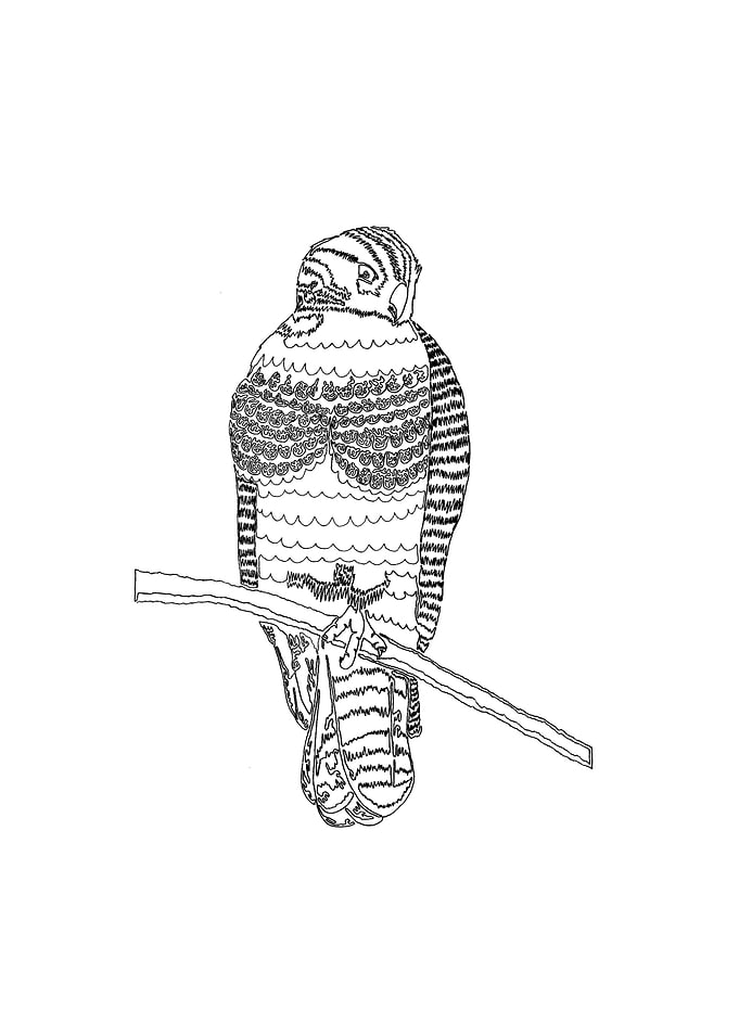 Harold the Hawk. Created for a friend of mine as a gif ...