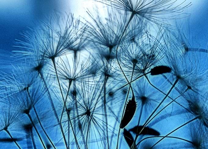 Dandelion Seed Abstract