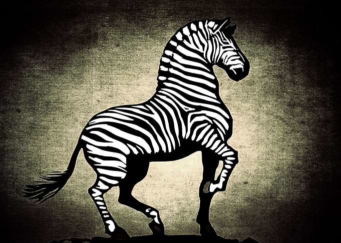 The Zebra