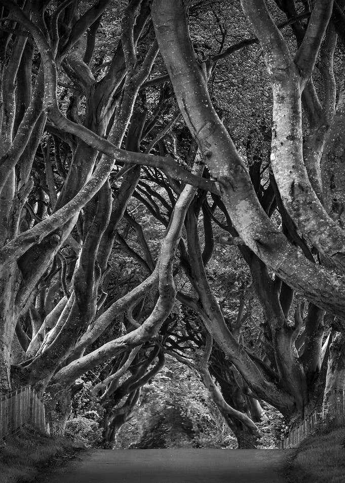Dark Hedges