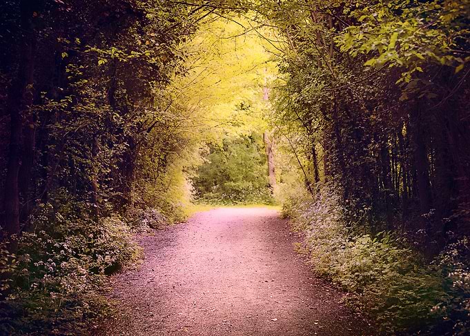Forest Path