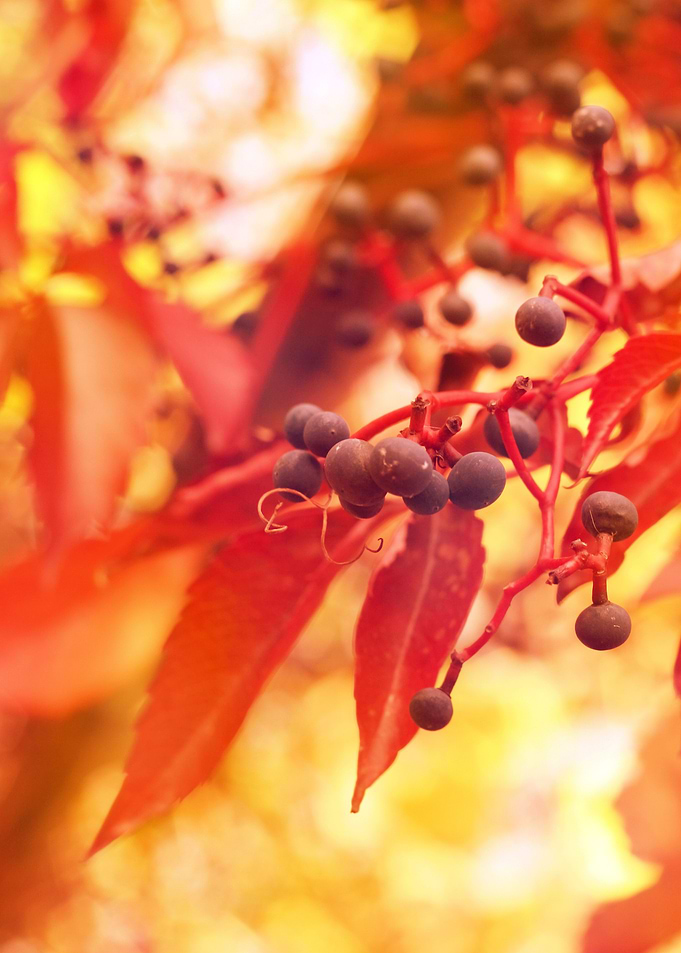 Photography of wild wine at sunset