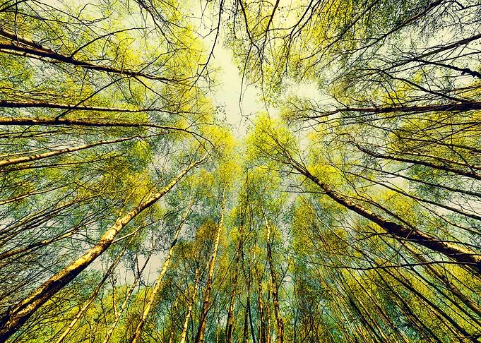 Look Up