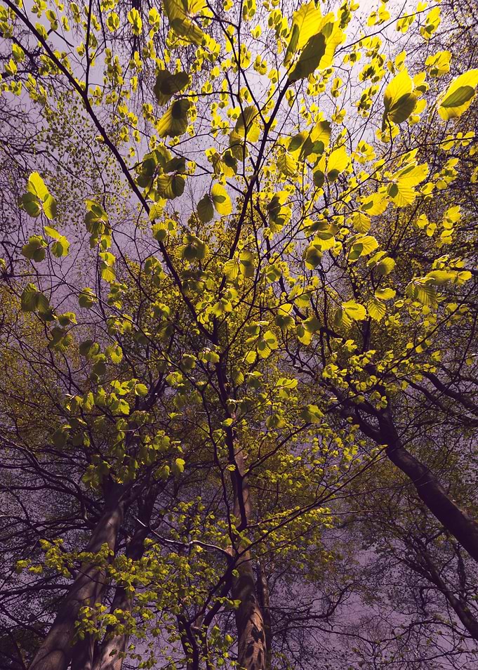 Branches of Trees