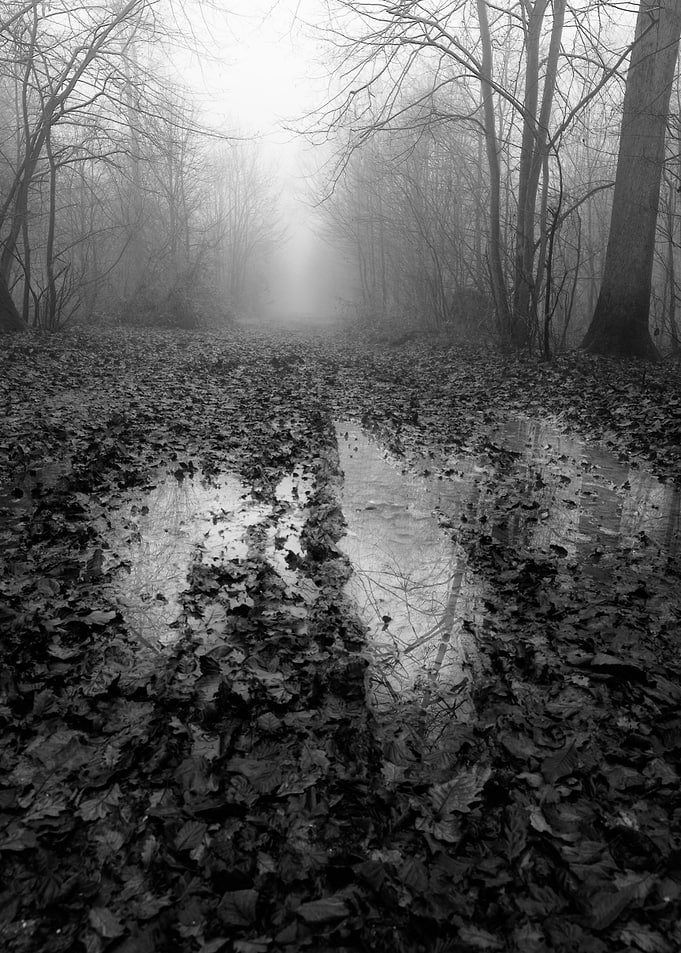 Fog forest 01