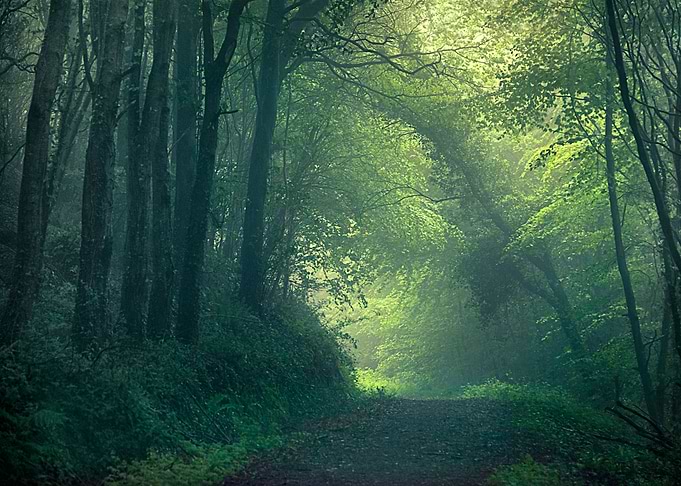 Hazy Forest