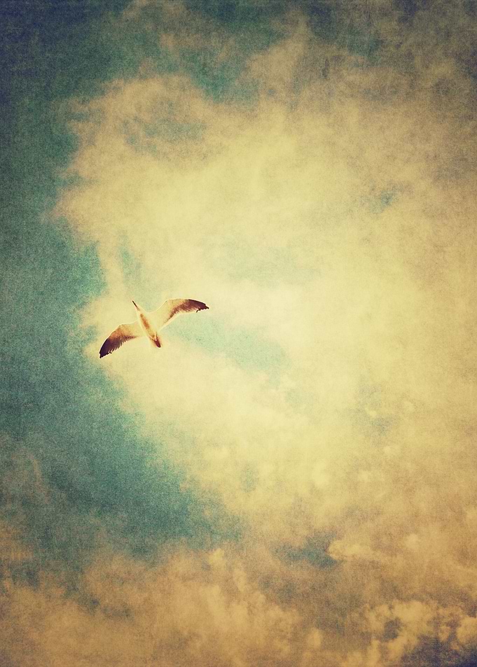 Lost seagull