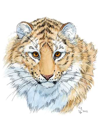 tiger cub A2012-001 watercolor