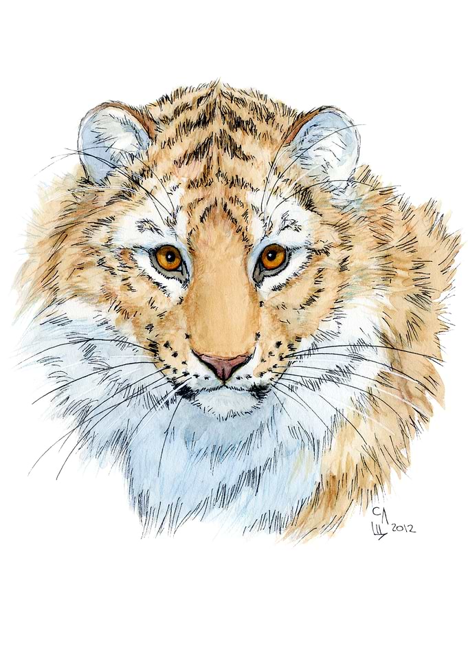 tiger cub A2012-001 watercolor