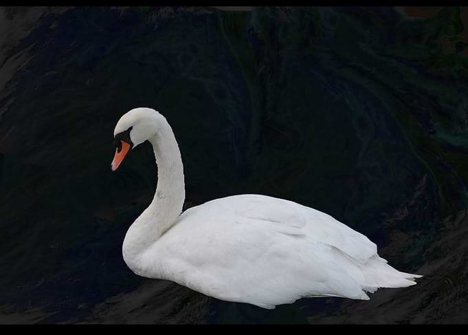 Swan Lake