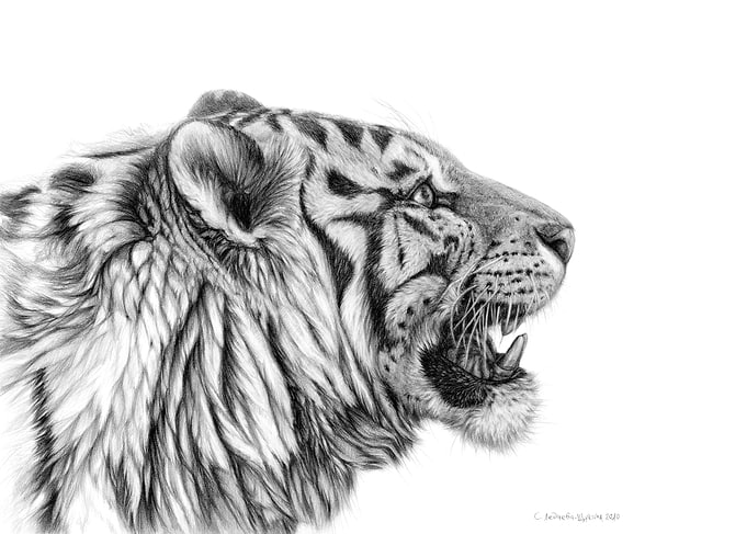 White Tiger profile G001