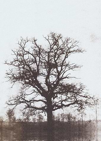 The Solitude of Trees