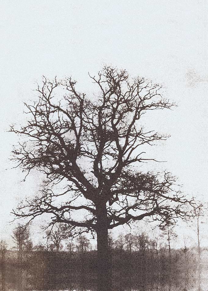The Solitude of Trees