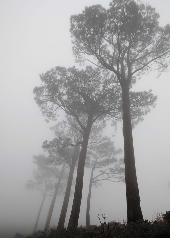Majestic mist