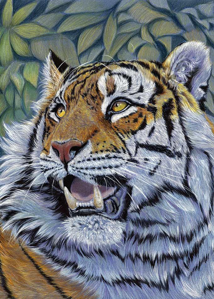 Tiger CC0807