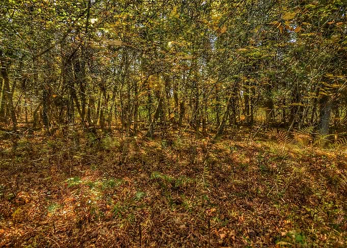 The forest