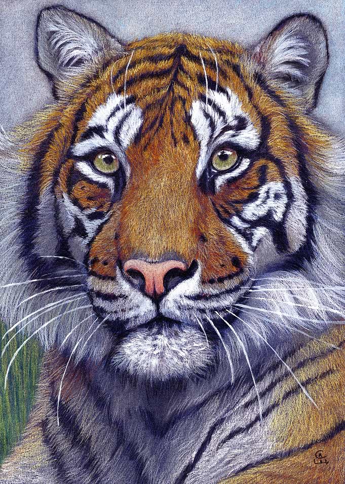 Tiger portrait CC118