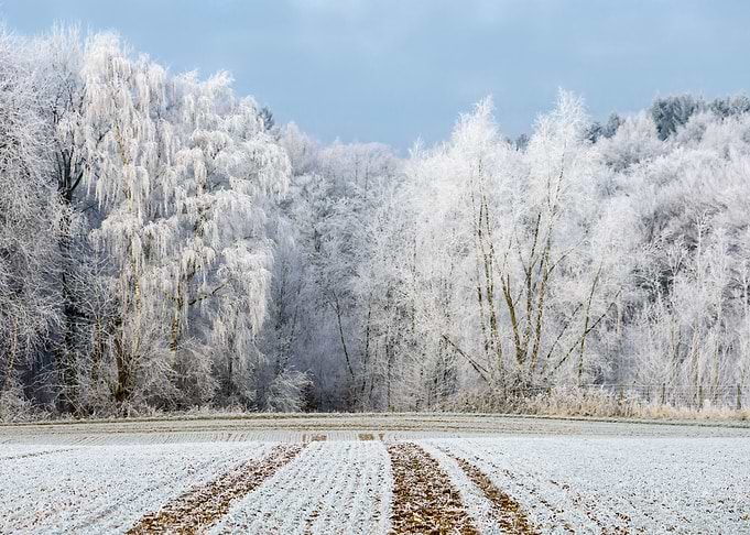 White enchanted forest, trees were powdered with hoar f ...