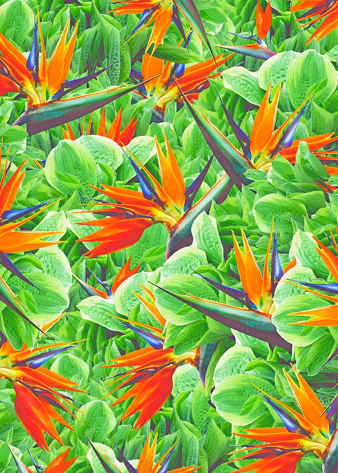 Strelitzia