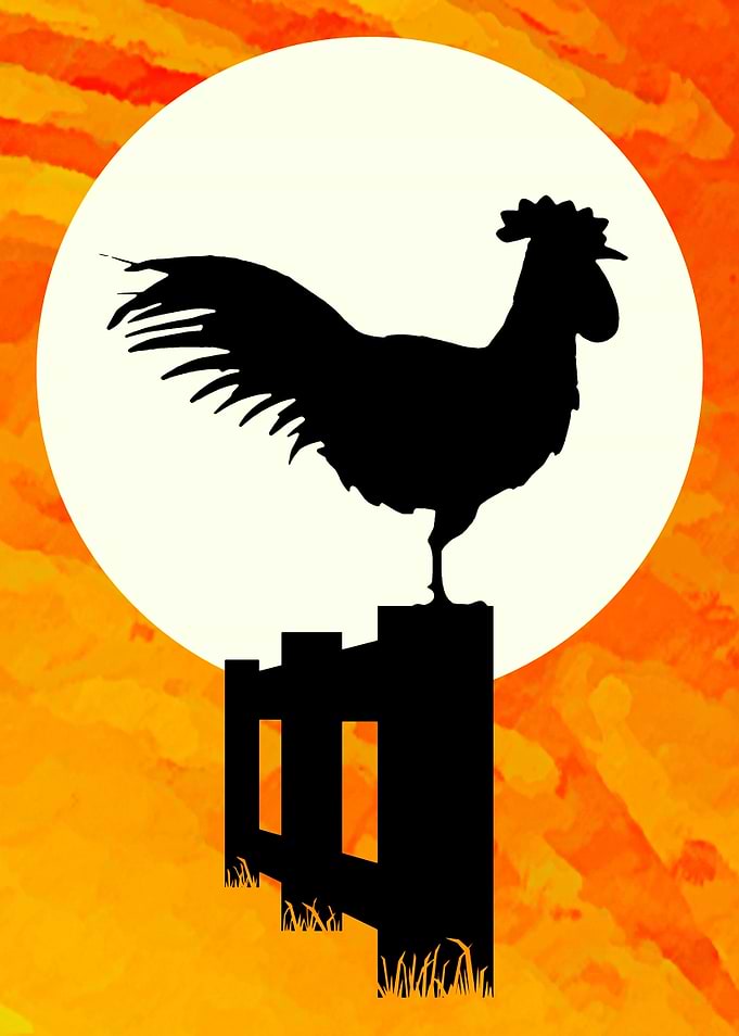 Rooster Sunrise