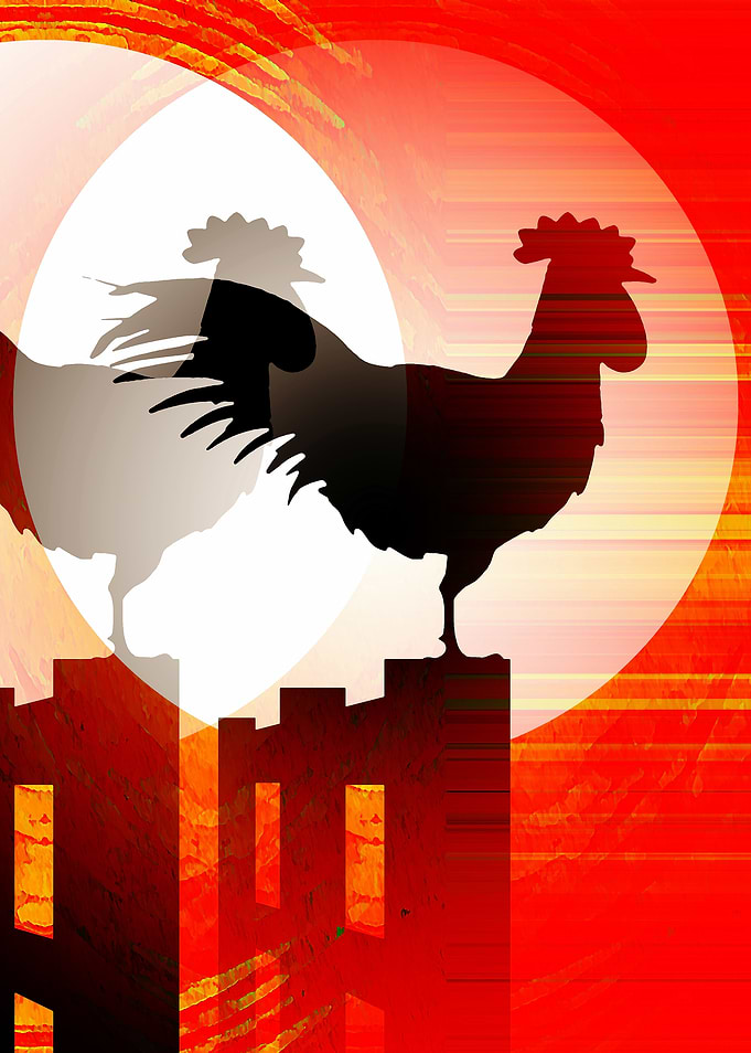 Rooster Sunrise and his Sh