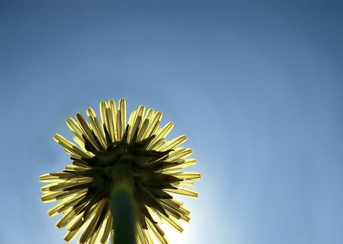 Flower Eclipse