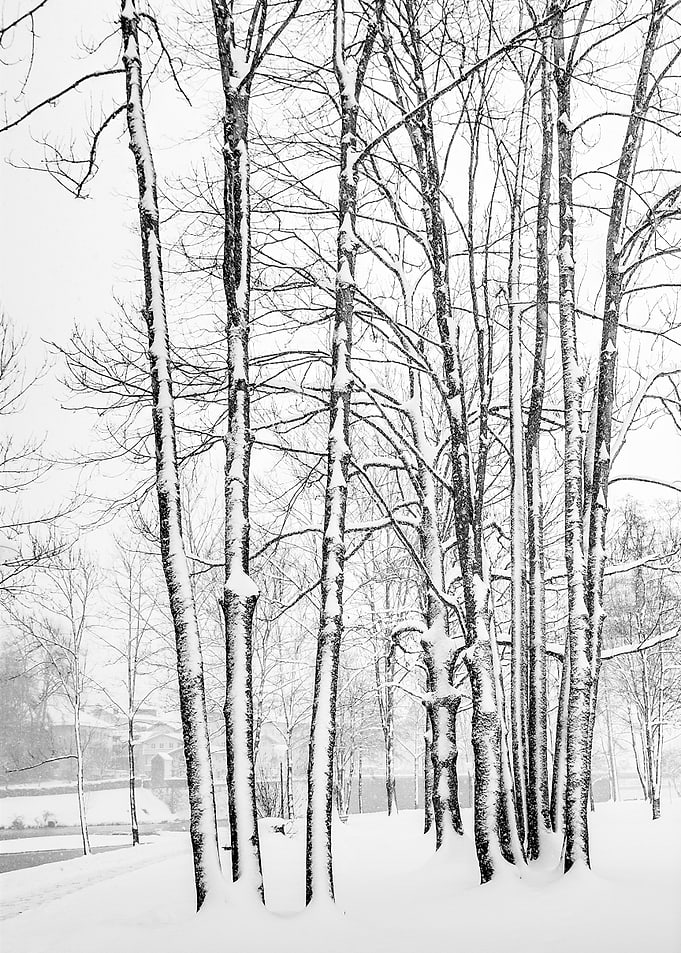Winter Walk