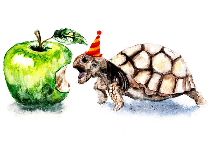 Turtle
