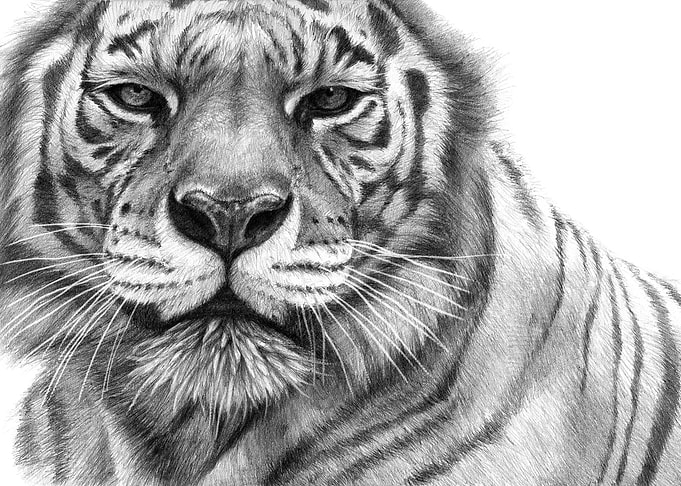 White Tigress portrait G2013-071
