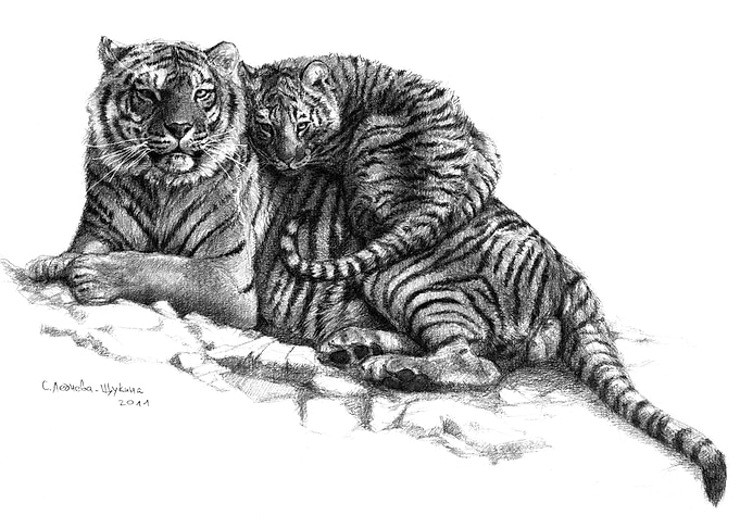 Tiger and cub G2011-023