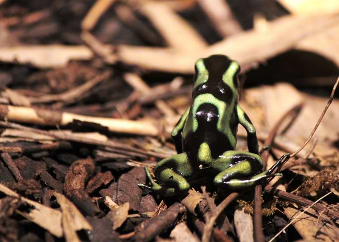 Tree Frog