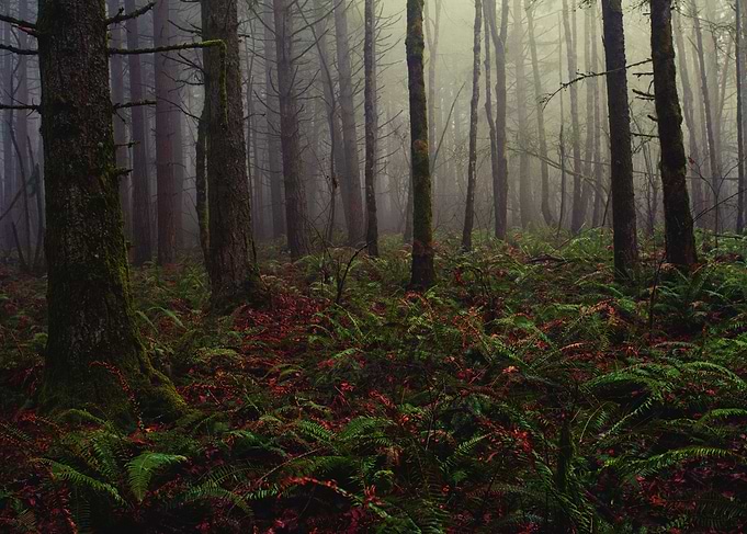 Foggy Woodland of the Pacific Northwest