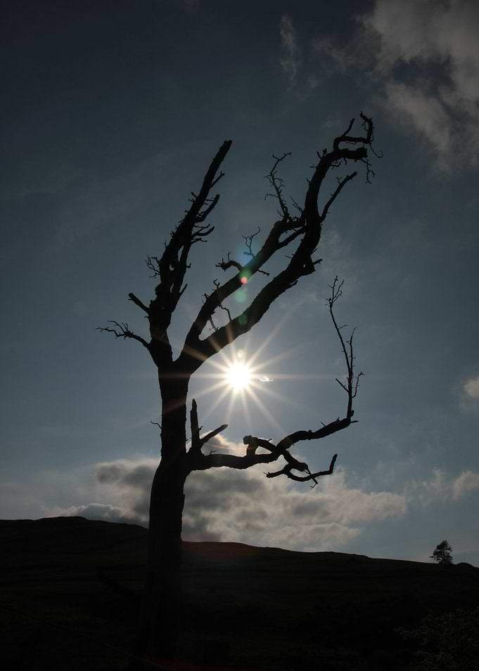 tree