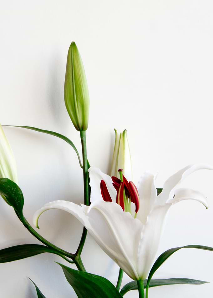 Lilium