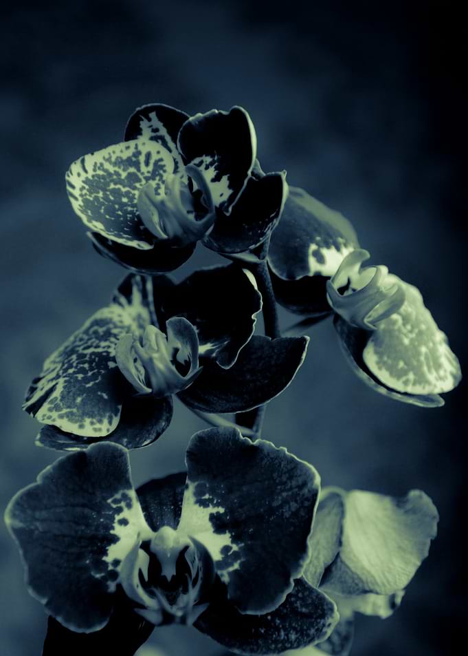 Orchids