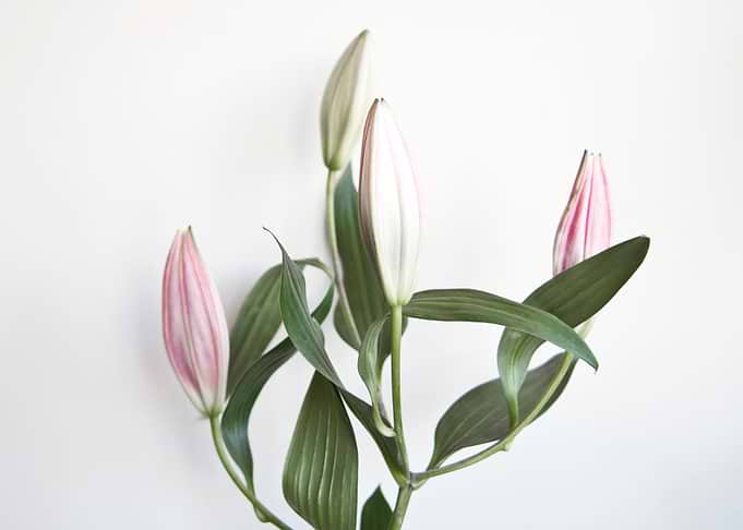 Lilium