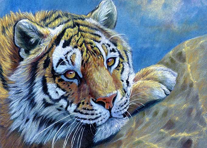 Resting Tiger CC117