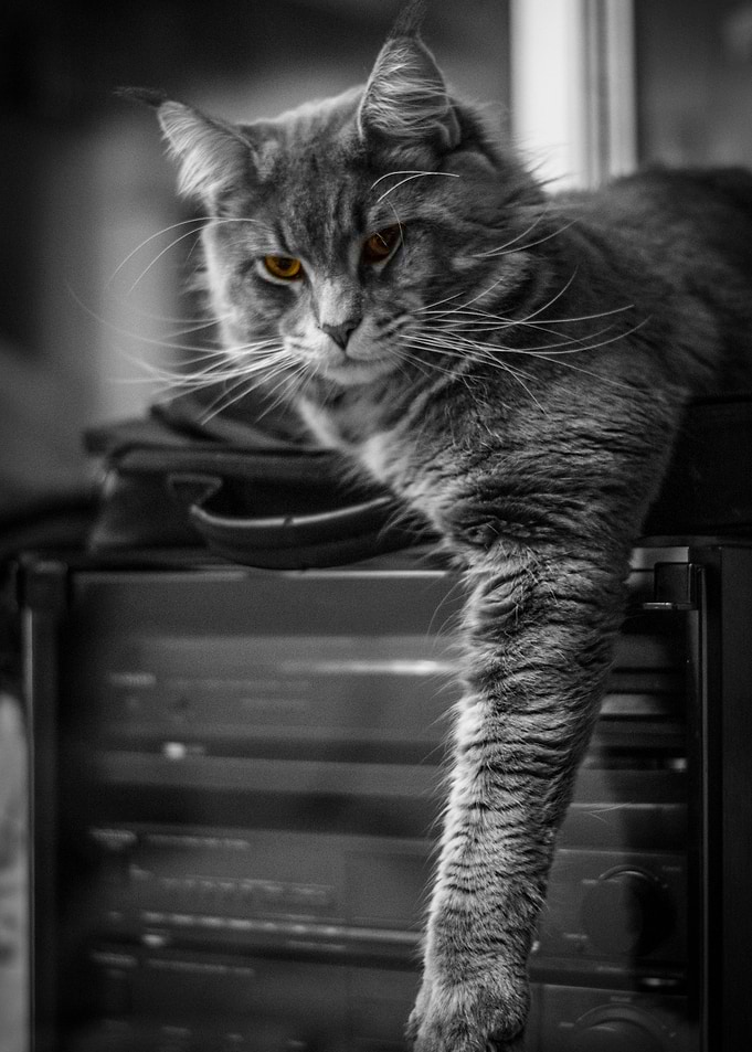 Catfather