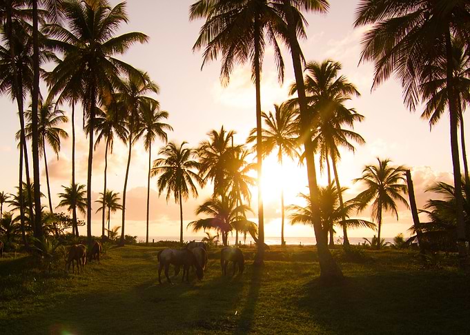 Bahian sunrise