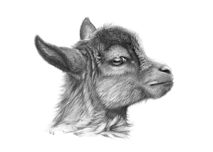 Goat Baby G099