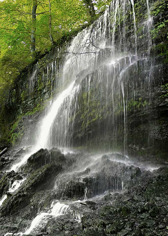 Falls in the Forest