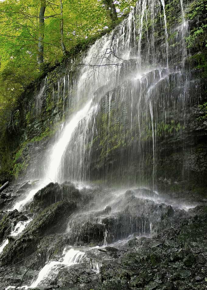 Falls in the Forest